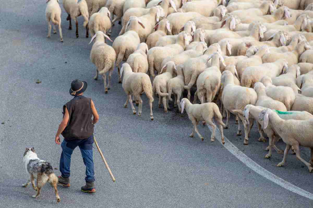 transumanza