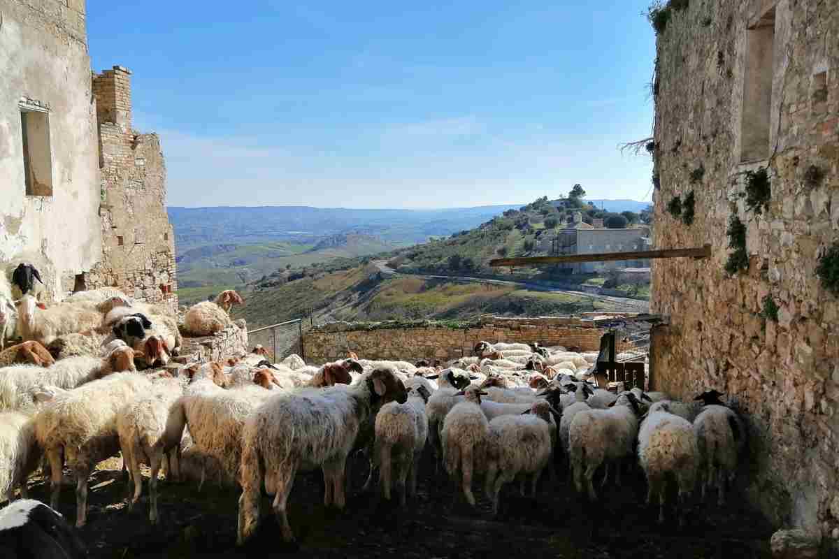 gregge pascola nel borgo abbandonato di craco
