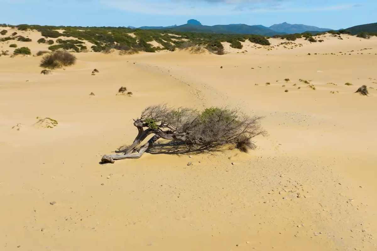 un ginepro fenicio tra le dune di piscinas