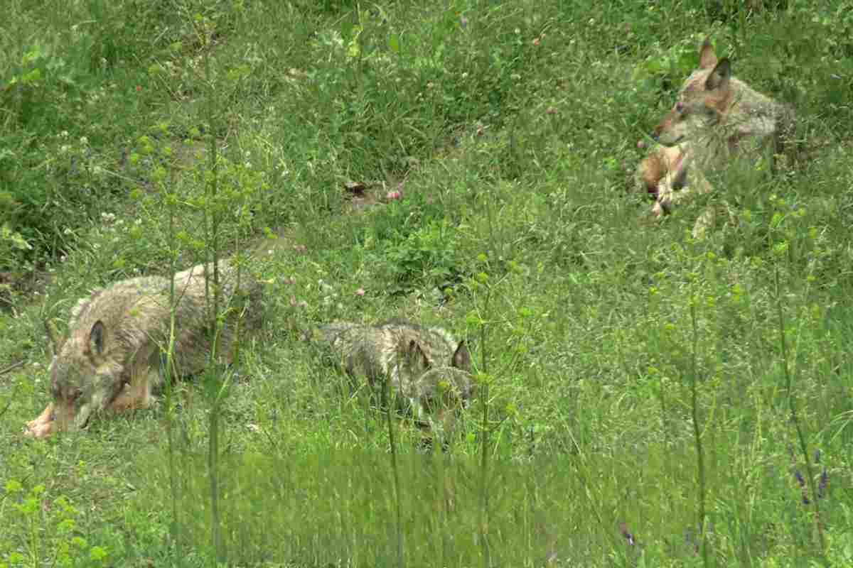 i lupi di civitella alfedena