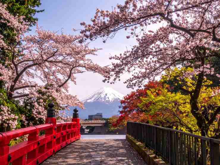 fioritura ciliegi in Giappone