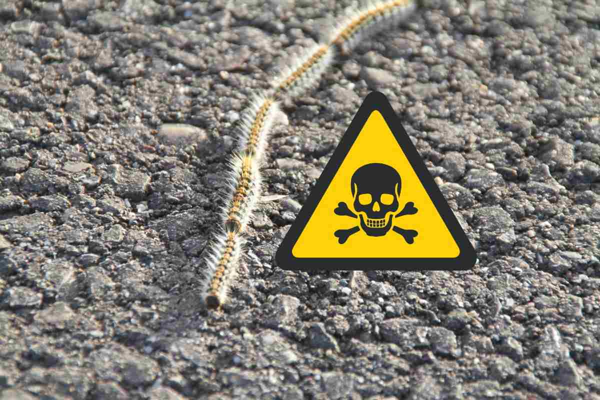 processionaria e segnale di pericolo