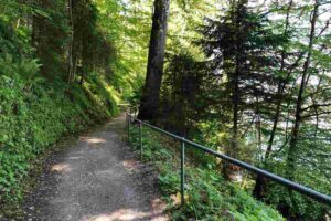 sentiero nella natura