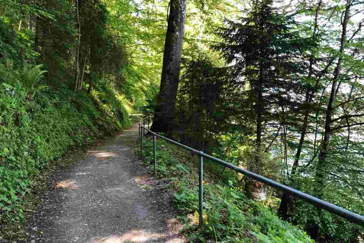 sentiero nella natura