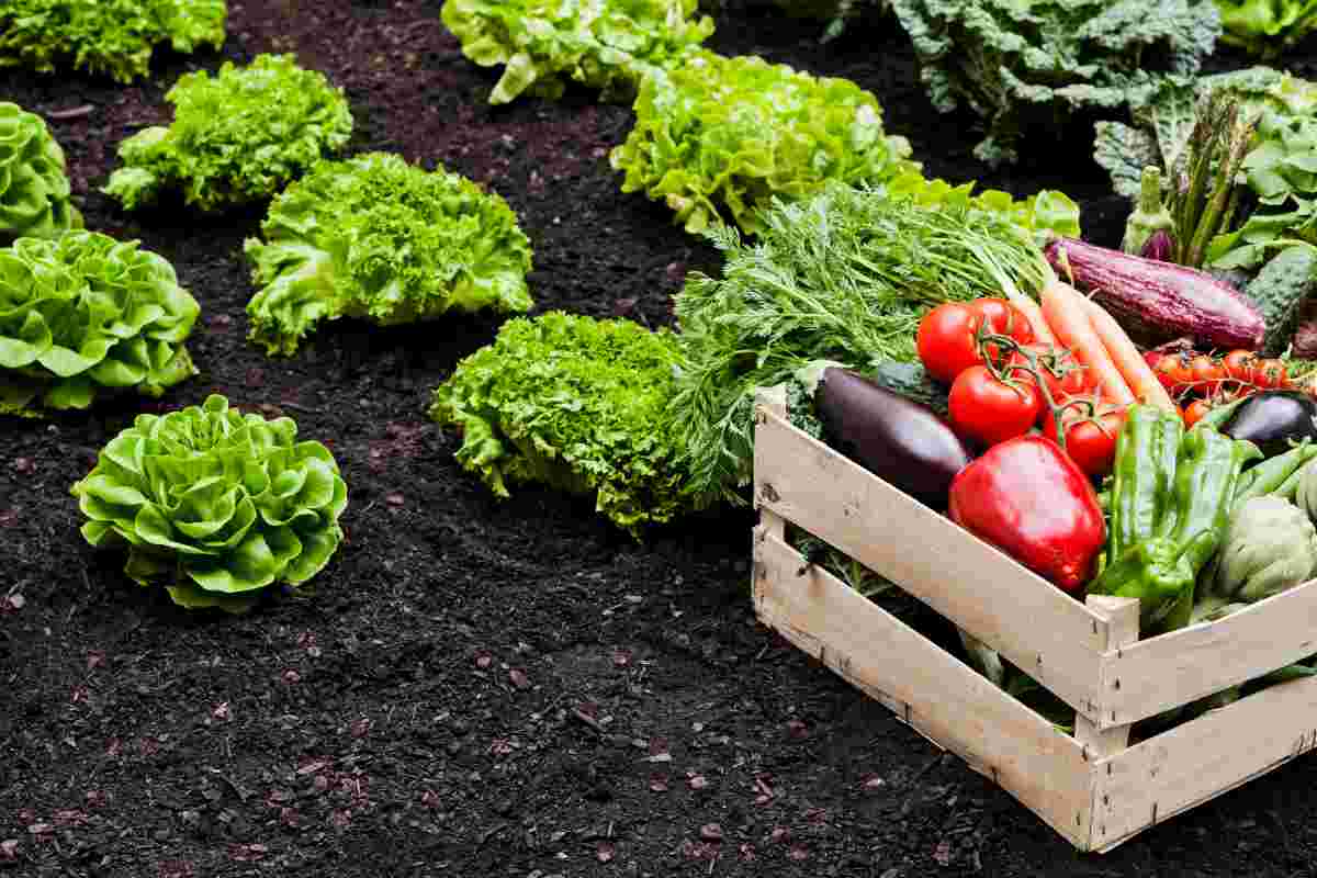 orto con verdure e ortaggi in una cassetta