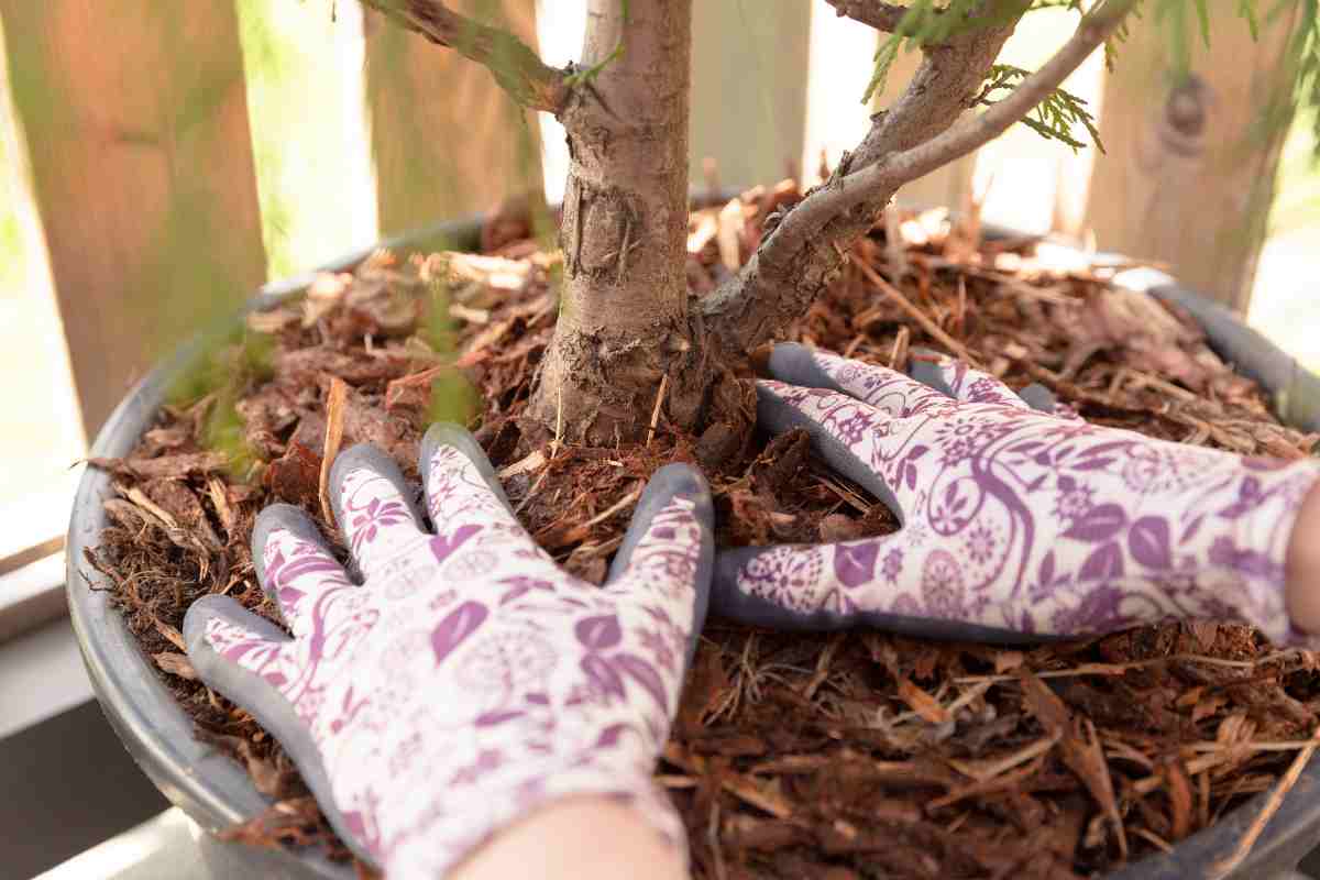 mani lavorano in un orto urbano