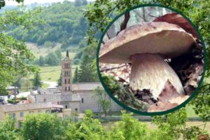 borgotaro e nel cerchio un fungo porcino