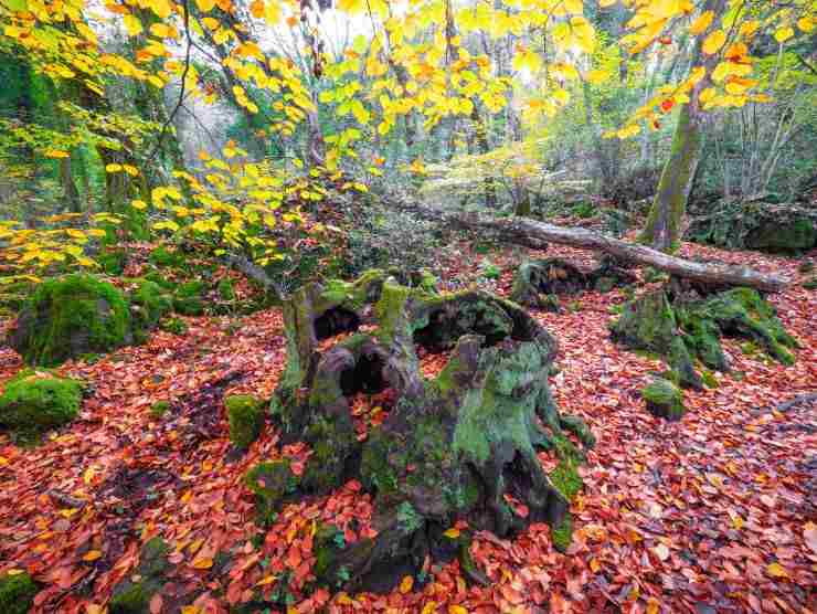 tronco che si trova nel bosco del sasseto