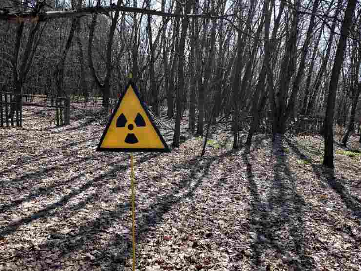 foresta con radiazioni 