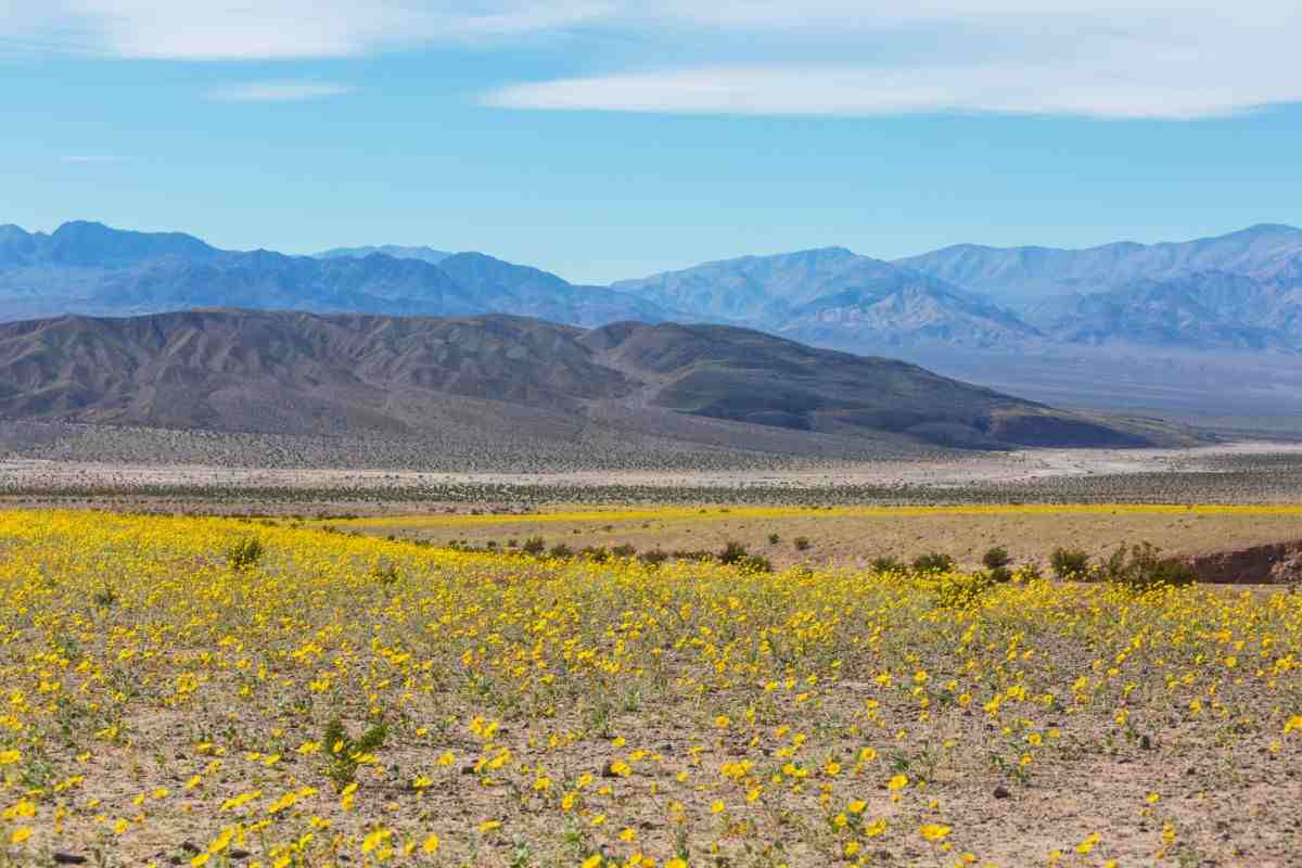 death valley in primavera