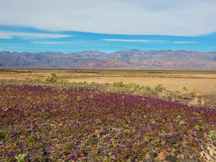 death valley in primavera