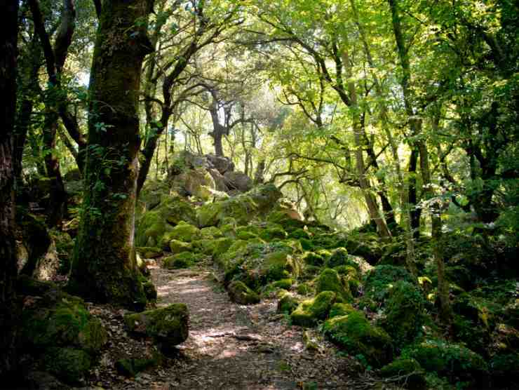 bosco del sasseto