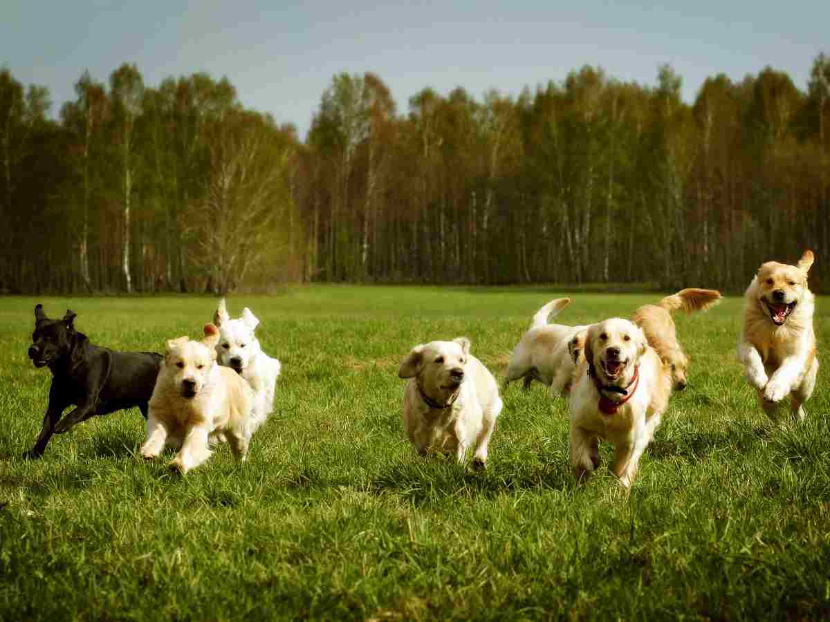 tanti labrador corrono felici
