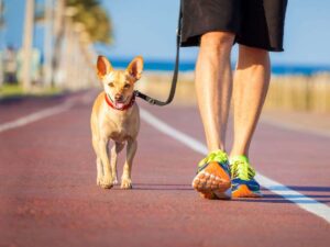 cagnolino con padrone in una pista ciclabile