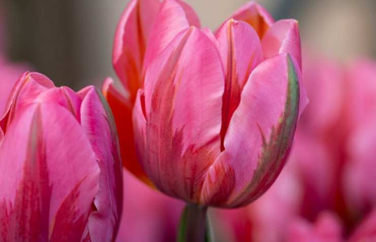 tulipano rosa del parco sigurtà