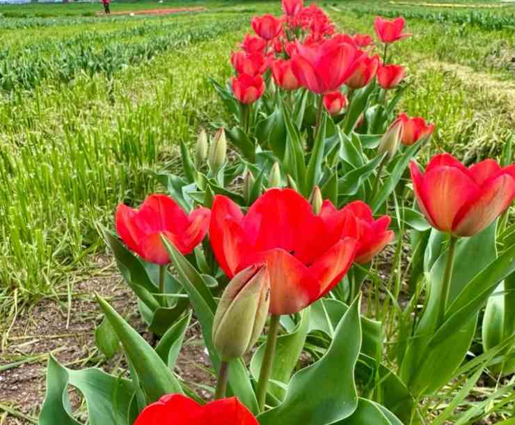 campo di tulipani a roma