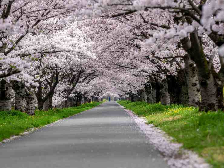 viale alberato di ciliegi in fiore
