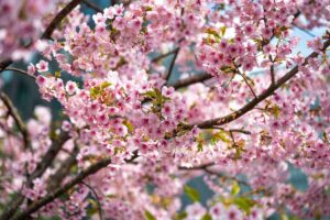 ramo di ciliegio in fiore