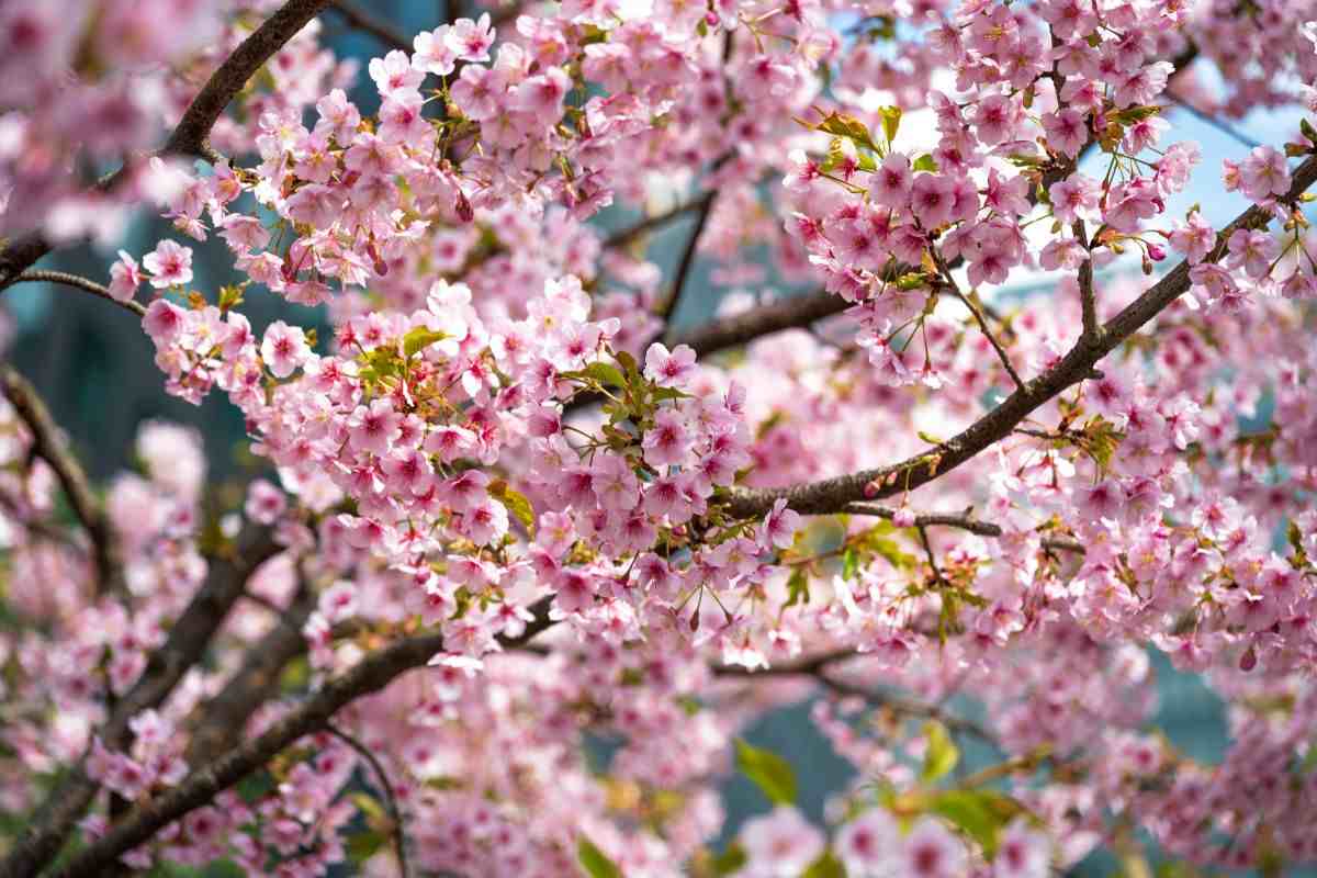 ramo di ciliegio in fiore