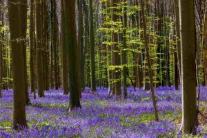 foresta hallerbos