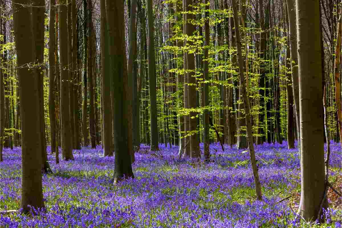 foresta hallerbos
